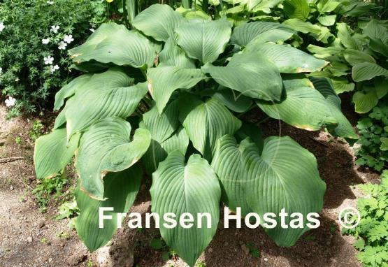 Hosta Rosedale Richie Vallens